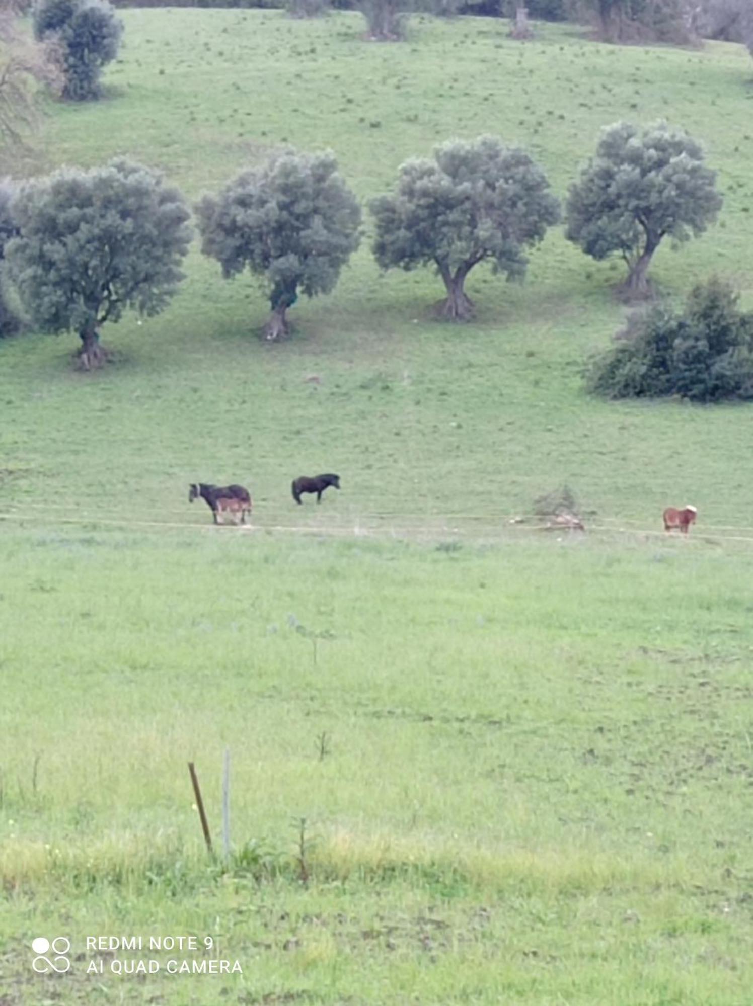 Lux Vera B & B Agropoli Kültér fotó